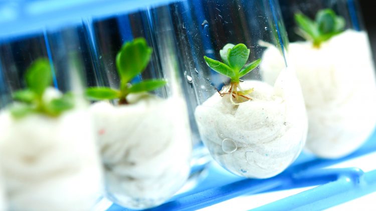 Mini-Simpósio – Rede AGRO