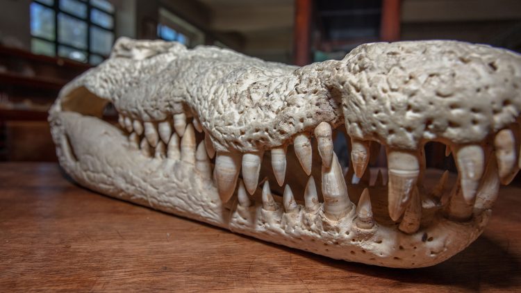 110 Histórias, 110 Objetos – O crânio de crocodilo