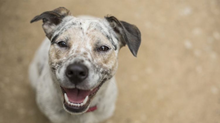 Dia Mundial do Animal – Campanha de recolha de bens alimentares até 11 de outubro