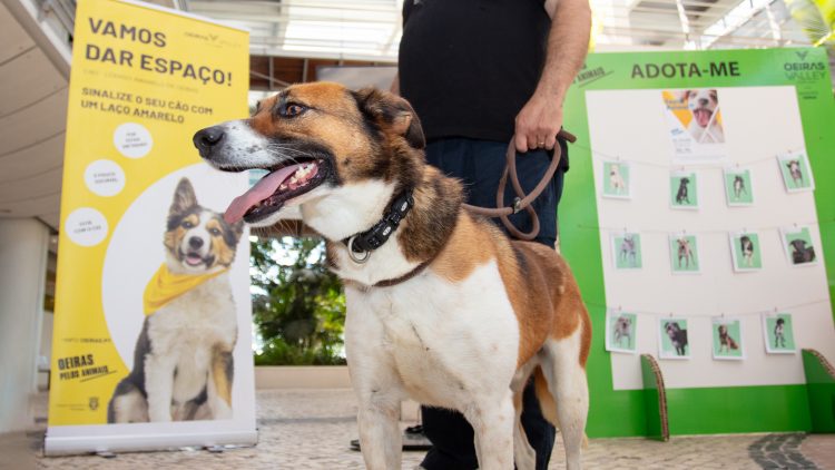 Dia da Responsabilidade Social promoveu o bem estar animal no polo de Oeiras do Técnico