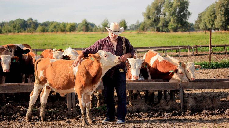 Podemos ter bifes de vaca sem (muitos) danos no clima? Estudo de investigadores do Técnico mostra que depende de como são criados e alimentados os bovinos